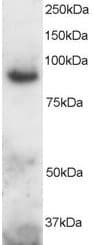 ADAM8 Antibody (aa813-824)