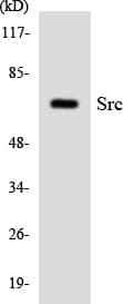 SRC Antibody (aa20-69)