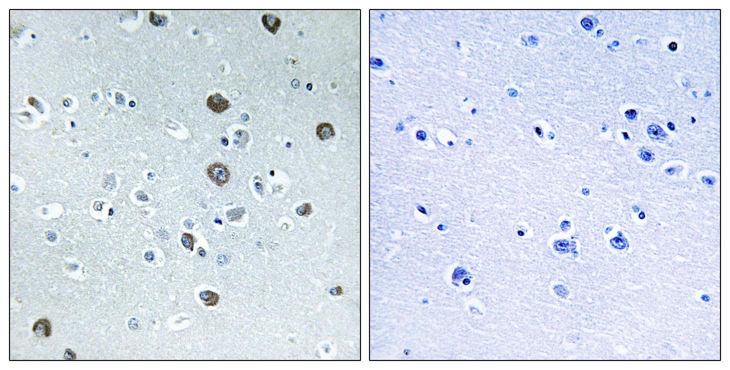 MARCH2 Antibody