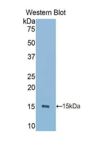 Polyclonal Rabbit anti-Rat PIGR Antibody (aa125-227, WB)