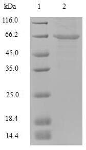 Mouse PLBD2 Protein (Recombinant 6His, N-terminus)