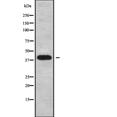 XCR1 Antibody