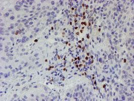 PADI4 / PAD4 Antibody (clone OTI6A2, Carrier-free)