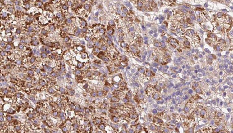 UNC5A Antibody