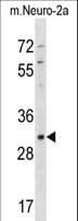 XAF1 Antibody (aa166-194)