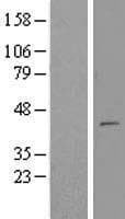 MTERF2 / MTERFD3 Protein (Over-Expression Lysate Myc-DDK (Flag))