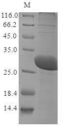 Methanothermobacter marburgensis fno Protein (Recombinant 10His, N-terminus + Myc, C-terminus)