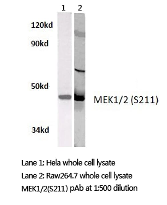MEK1 + MEK2 Antibody (Ser211)