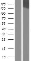 FAM65A Protein (Over-Expression Lysate Myc-DDK (Flag))