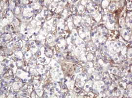 Monoclonal Mouse anti-Human ARPC5 / p16-Arc Antibody (clone 2G1, Carrier-free, IHC, WB)
