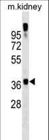 GTF2A1 / TFIIA Antibody (aa297-326)