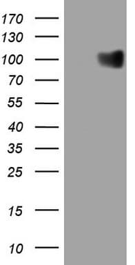 GPNMB / Osteoactivin Antibody (clone OTI8A10, Carrier-free)
