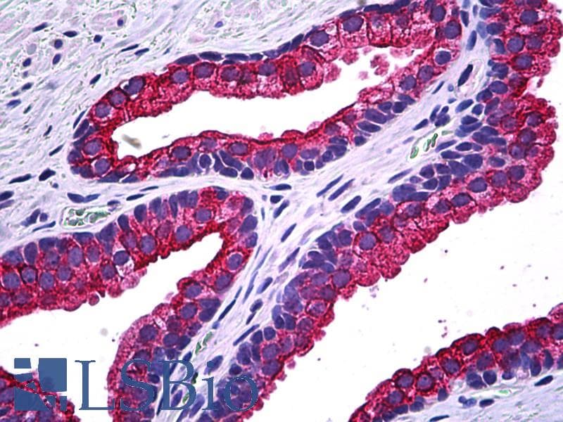 IHC-plus™ NPRB / NPR2 Antibody (clone 1E4)
