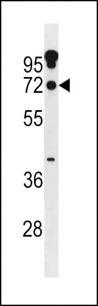 ZNF805 Antibody (aa129-157)