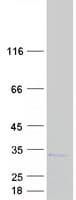 Human PSMB6 Protein (Recombinant Myc-DDK (Flag))