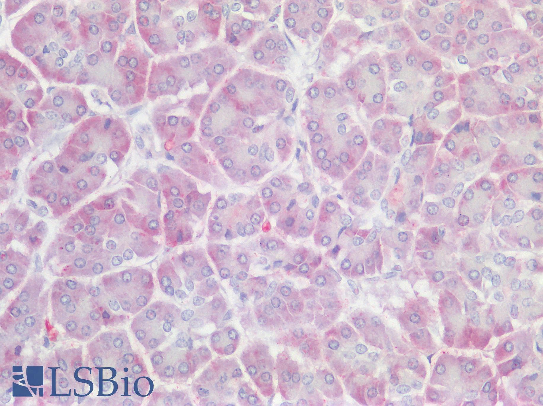 GCS1 / MOGS Antibody (aa144-193)
