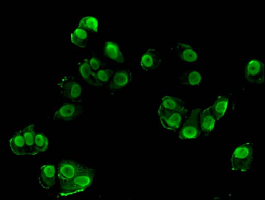 SRGAP1 Antibody