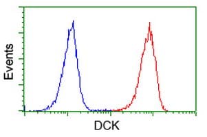 DCK / Deoxycytidine kinase Antibody (clone OTI3F5)