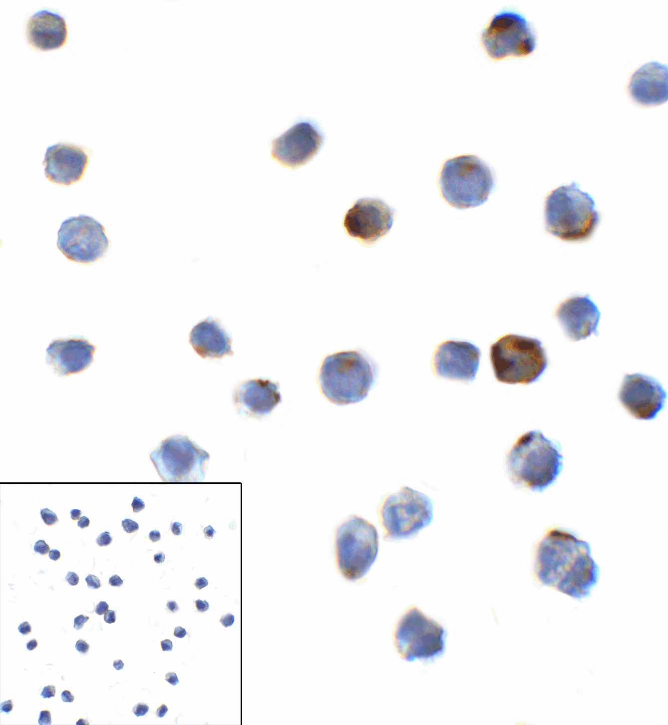 LAG3 Antibody (clone 6D1)