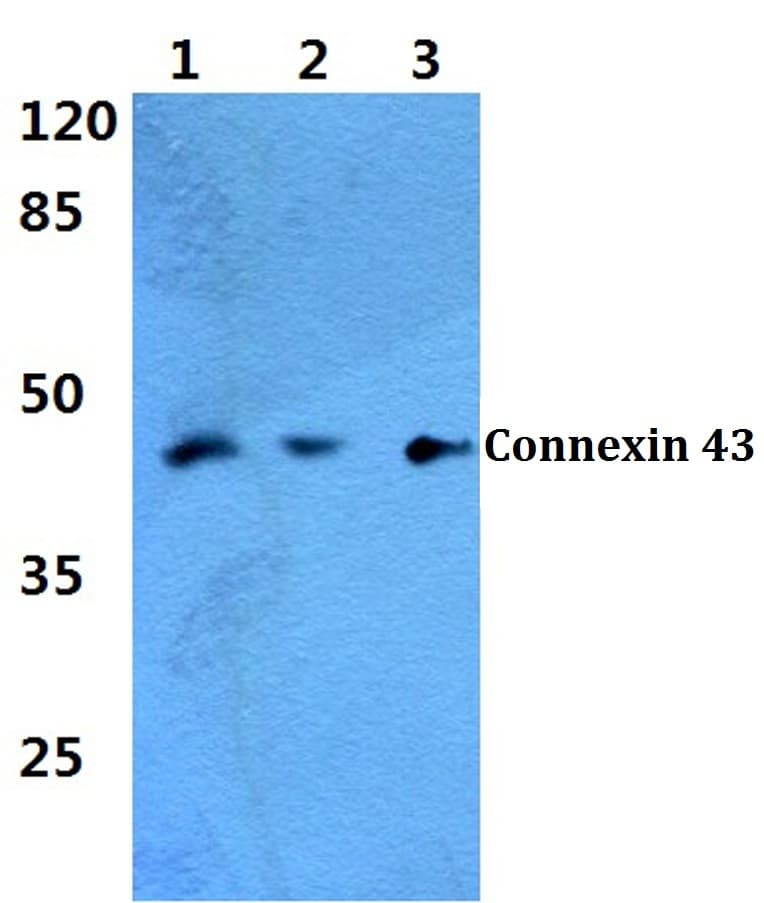 Polyclonal Rabbit anti-Human GJA1 / CX43 / Connexin 43 Antibody (Lys257, IHC, IF, WB)