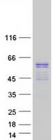 Human ERG Protein (Recombinant Myc-DDK (Flag))
