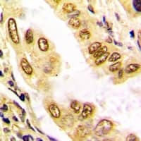 Polyclonal Rabbit anti-Human Histone H3 Antibody (N-Terminus, IHC, IF, WB)