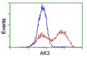 Monoclonal Mouse anti-Human AK3 / Adenylate Kinase 3 Antibody (clone OTI6G4, IHC, WB)