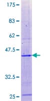 Human PCBD2 Protein (Recombinant GST)