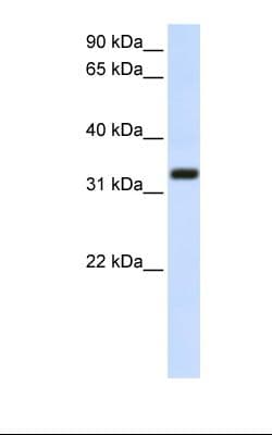 Polyclonal Rabbit anti-Human SARAF / TMEM66 Antibody (aa218-267, WB)