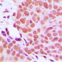 MAEA / EMP Antibody (Internal)
