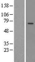 PRCP Protein (Over-Expression Lysate Myc-DDK (Flag))