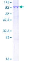 Human GLMN Protein (Recombinant GST)