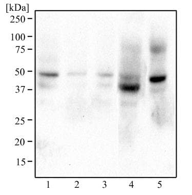 Polyclonal Rabbit anti-Human BHLHE41 / BHLHB3 / SHARP1 Antibody (aa1-75, IHC, WB)