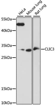 Polyclonal Rabbit anti-Human CLIC3 Antibody (WB)