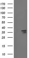CDK2 Antibody (clone OTI4B4)