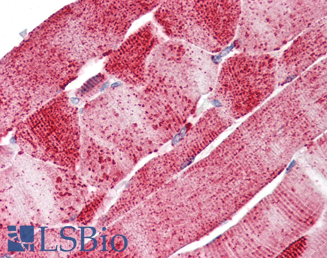 IHC-plus™ SLC5A6 / SMVT Antibody (Internal)