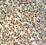 GZMB / Granzyme B Antibody (aa175-203)