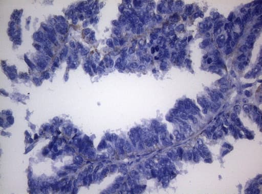 SHMT / SHMT2 Antibody (clone OTI1E6, Carrier-free)