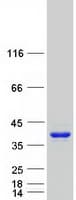 Human GAS2 Protein (Recombinant Myc-DDK (Flag))