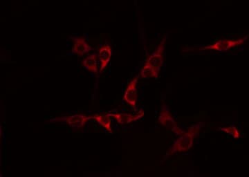 Polyclonal Rabbit anti-Human CDH15 / M Cadherin Antibody (IF, WB)