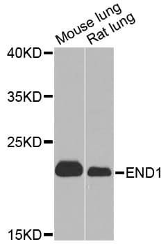 IHC-plus™ EDN1 / Endothelin 1 Antibody
