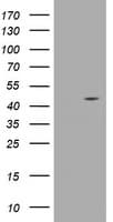 Monoclonal Mouse anti-Human WDR74 Antibody (clone OTI3D10, WB)