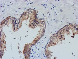 TULP3 Antibody (clone OTI4E5)