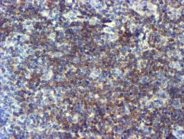NMT2 Antibody (clone OTI2E1, Carrier-free)