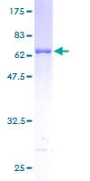 Human PRPSAP1 Protein (Recombinant GST)