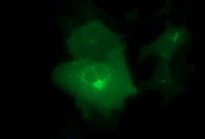 Monoclonal Mouse anti-Human CD44 Antibody (clone OTI1E3, IHC, IF, WB)