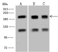 GAK Antibody