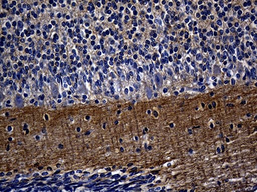 SEPT3 / Septin 3 Antibody (clone OTI2G3)