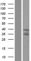 HTRA2 / OMI Protein (Over-Expression Lysate Myc-DDK (Flag))