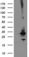 PNMT Antibody (clone OTI2G4)